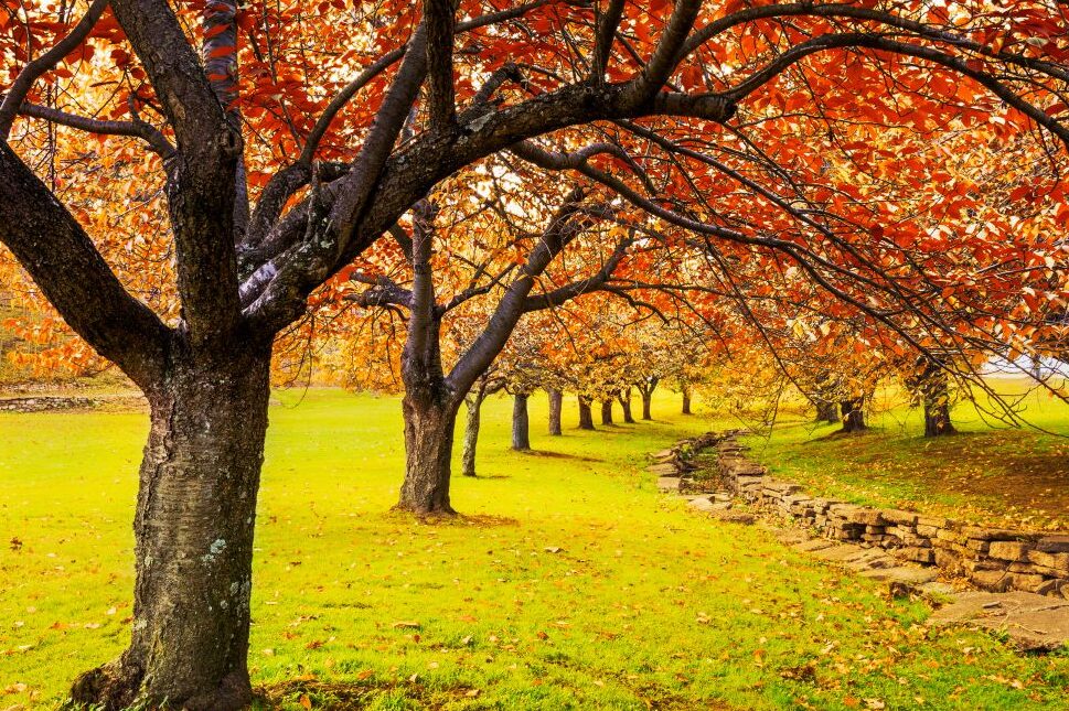 fall